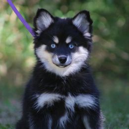 Clio - Tri-color female Pomsky puppy in Missouri from Husky Hill Kennel