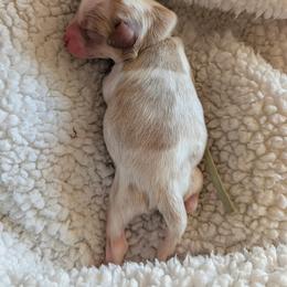 Simeon - Red male Cavapoo puppy in St George, Utah from Pearson's Poodles