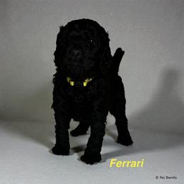 Ferrari - Black male Goldendoodle puppy in Sanderson, Florida from Serenity Goldendoodles