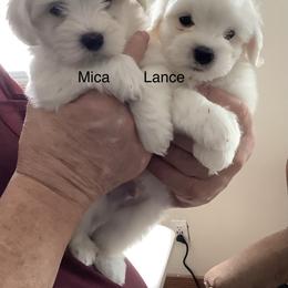 Lance - White male Coton de Tulear puppy in Paola, Kansas from Marnac