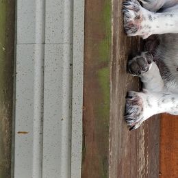 Elsa - French Bulldog