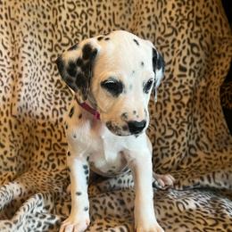 Twix - White and black female Dalmatian puppy in Austin, Texas from Dazzling Dalz