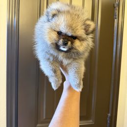 Diamond - Orange sable female Pomeranian puppy in Corpus Christi, Texas from Crown Rose Pomeranians