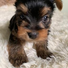 Boy 1 - Black and tan male Yorkshire Terrier puppy in Willow Grove, Pennsylvania from Willow Grove Yorkie