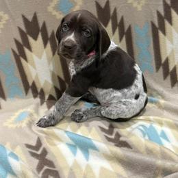 German Shorthaired Pointer Puppies from Lisa’s GSP’s