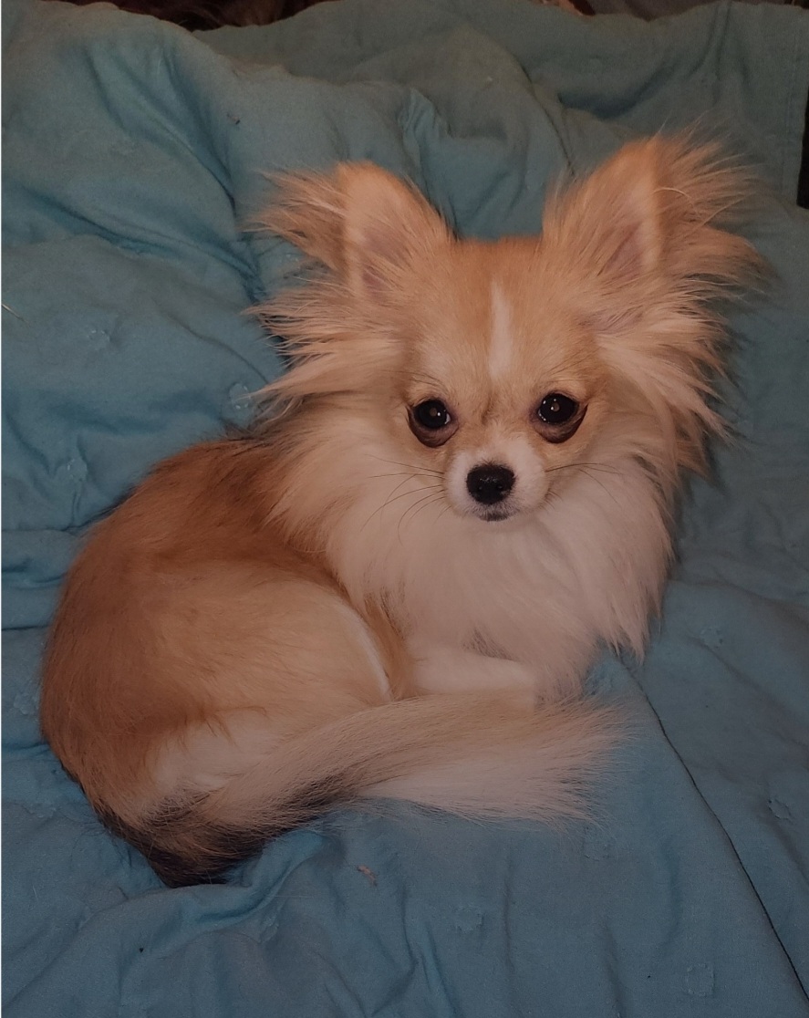 Lilly