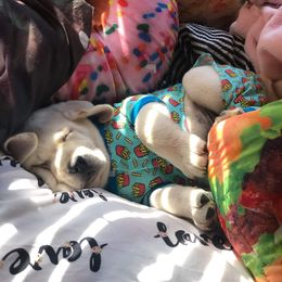 Labrador Retriever Puppies from Texas Finest English Labradors