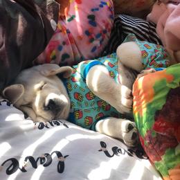 Labrador Retriever Puppies from Texas Finest English Labradors