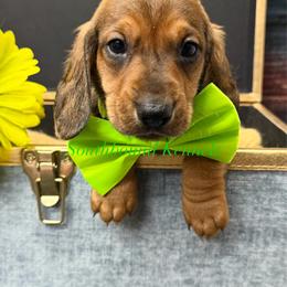 Hank (green) - Red male Dachshund puppy in Leoma, Tennessee from Southbound Kennel