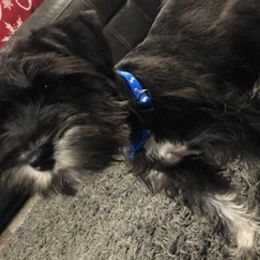 Miniature Schnauzers from Anderson Acre