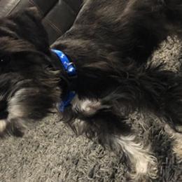 Miniature Schnauzers from Anderson Acre