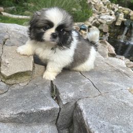 Kaleo - Fawn sable Pekingese puppy in Cumming, Georgia from Imperial Pekingese