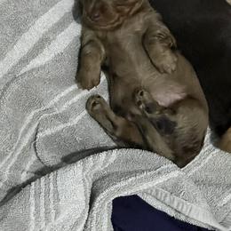Dachshund Puppies from Honey Creek Doxies