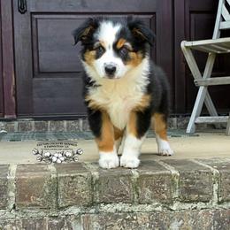 Eden - Black tri female Miniature Australian Shepherd puppy in Vinemont, Alabama from Cotton Country Kennels