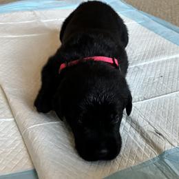 Prince Li Shang (Red) - Black male Labrador Retriever puppy in Tiverton, Rhode Island from Our Little Farm