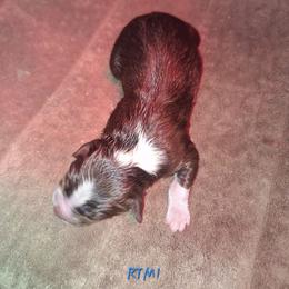 RTM- COSMO - Red tri-color male Australian Shepherd puppy in Salem, Arkansas from Patchwork Kennels