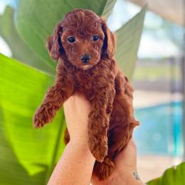Velma (Purple) - Red  female Poodle puppy in Calimesa, California from Teakwood Poodles of SoCal
