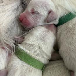 Lime (light green) - Light golden male Golden Retriever puppy in Severance, Colorado from Kiersten's Goldens