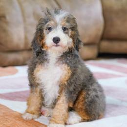 Chic socialization program grad) - Blue merle female Bernedoodle puppy in Dundee, Ohio from Down Home Doodle