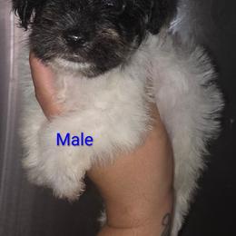 Alfalfa - Parti male Miniature Schnauzer puppy in Bloomington, California from Michael's Minis