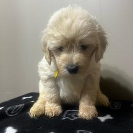 Skittle - Cream female Goldendoodle puppy in Baldwin, Georgia from Simmons F1b Goldendoodles