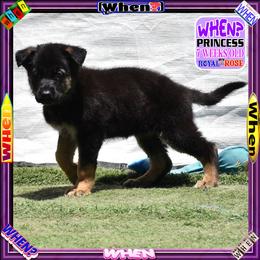 WHEN - Black and tan female German Shepherd puppy in Murrieta, California from Diamond Oaks German Shepherds