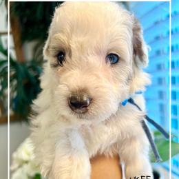 UKEE - Grey and white male Bernedoodle puppy in Houston, Texas from Pia’s Doodle Poodle Wag