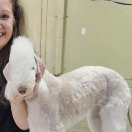 Cadence - Bedlington Terrier