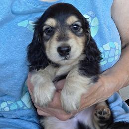 Boggle - Black and cream male Dachshund puppy in Grants Pass, Oregon from vom Treuen Wachter