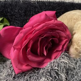 Shihpoo Puppies from Smol Beans Kennel