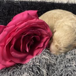 Shihpoo Puppies from Smol Beans Kennel