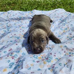 Stormy - Gray (blue) female Dachshund puppy in Altamonte Springs, Florida from Happy Tails Dachshunds