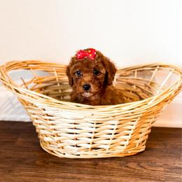 Blossom - Red  female Poodle puppy in Kissimmee, Florida from Poodle Doodle Kennels