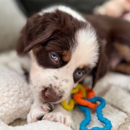 Drake - Red tri-color male Australian Shepherd puppy in Ramona, California from Blue Moon Aussies