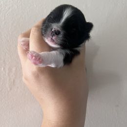 Oasis - Black parti male Pomeranian puppy in Stanton, California from Pure hearts
