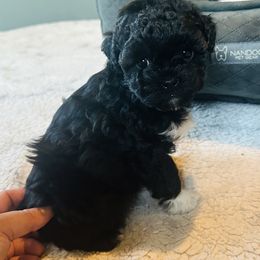 Pup 2 - Black and white female Shichon puppy in Grand Rapids, Michigan from Great Lakes Teddy Bear Dogs