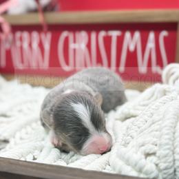 Evergreen - 1500 - Black and tan male Pembroke Welsh Corgi puppy in Rozet, Wyoming from Hayday Ranch Corgis
