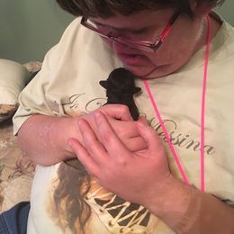 Portuguese Water Dog Puppies from McKnights PWDs