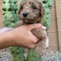 Tina - Red  female Goldendoodle puppy in Phoenix, Arizona from Doodles of the Desert