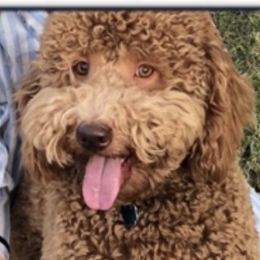 Bourbon - Goldendoodle