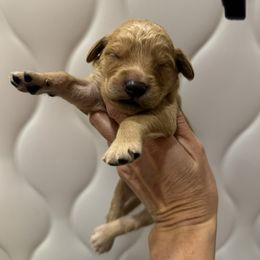 Black Collar - Dark golden male Golden Retriever puppy in Turtlepoint, Pennsylvania from Allegheny River Retrievers