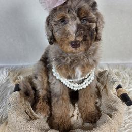 Aussiedoodle Puppies from The Cuddly Dood Ranch