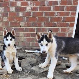 Siberian Huskies from Love My Paws