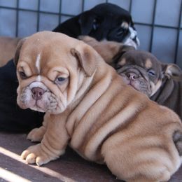 Boxer, Bulldog, and French Bulldog Puppies from Hillview Kennels