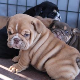 Boxer, Bulldog, and French Bulldog Puppies from Hillview Kennels