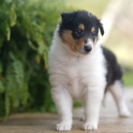 Chanel - Black white and tan female Collie puppy in Huffville, Virginia from Blackberry Hills Cattle dogs and Collies