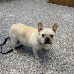 Sunny - French Bulldog