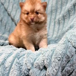 Aurora - Chocolate female Pomsky puppy in Aberdeen, Idaho from Willow Creek Cresteds