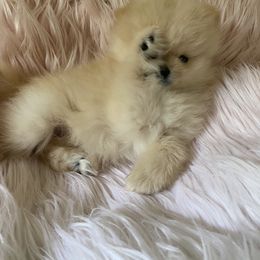 Pomeranian and Pomsky Puppies from High Quality Pomeranians