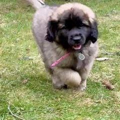 Leonberger Puppies from Tir na nOg Leonbergers